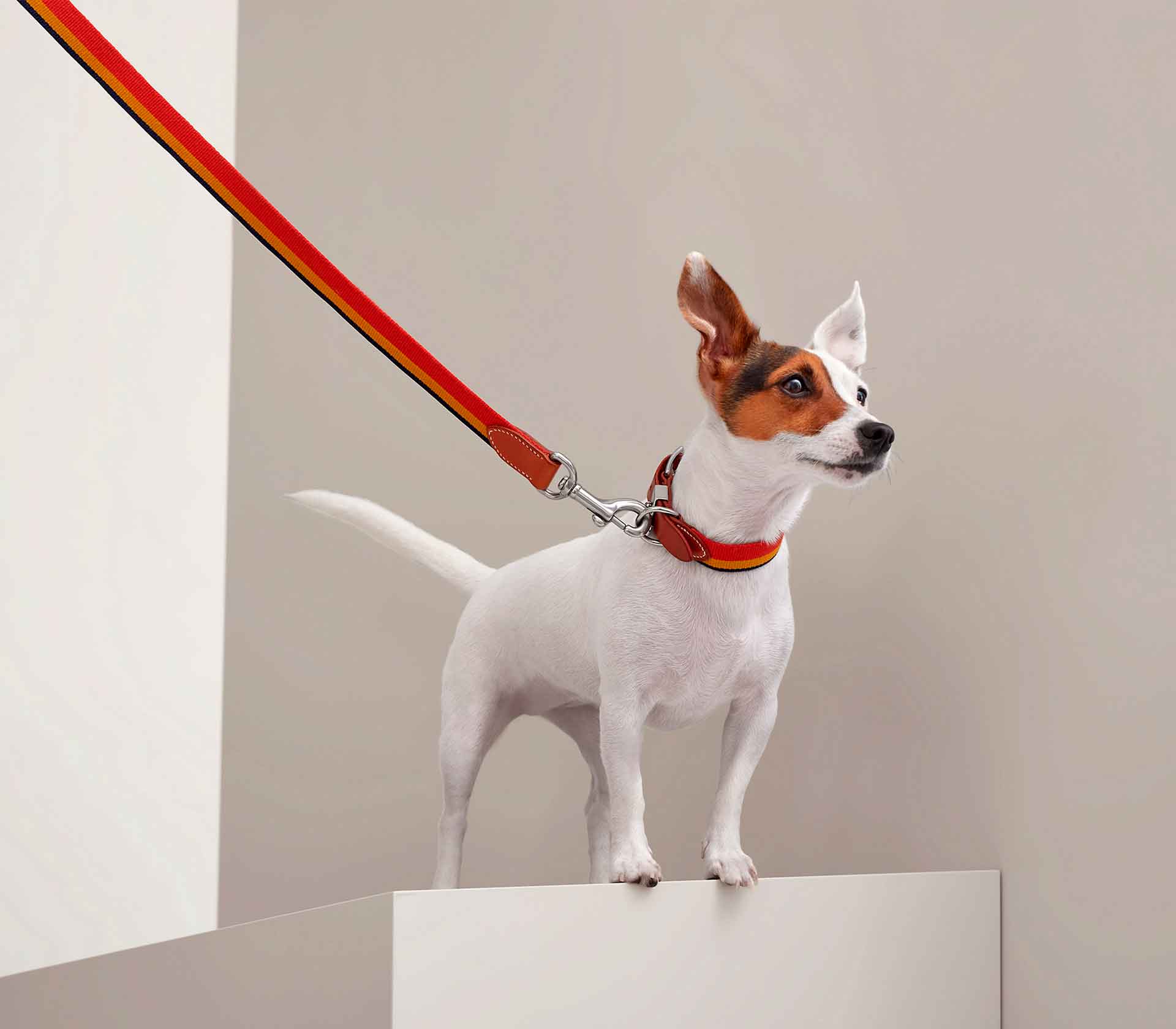 Coleira Hermès Rocabar