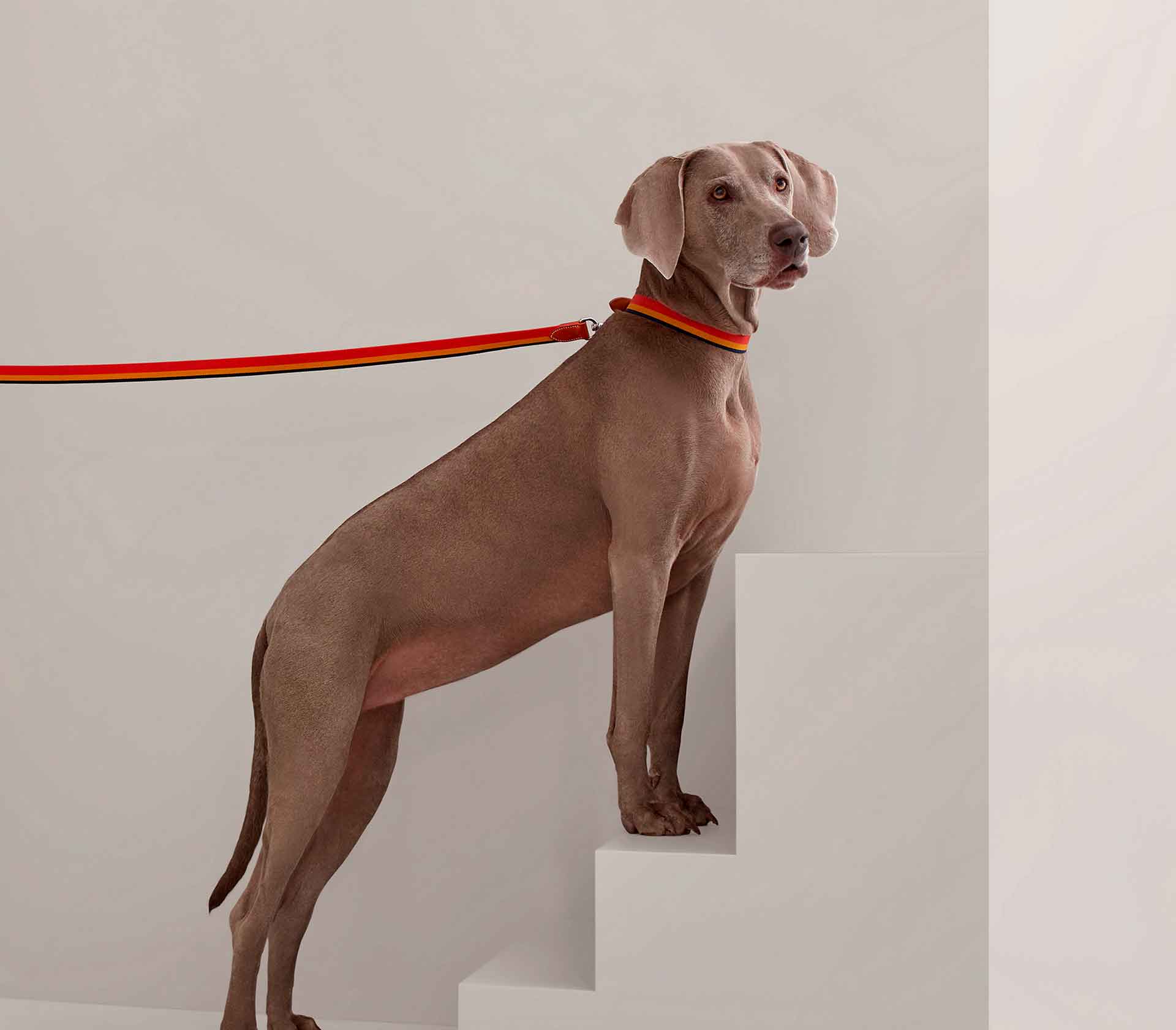 Coleira Hermès Rocabar