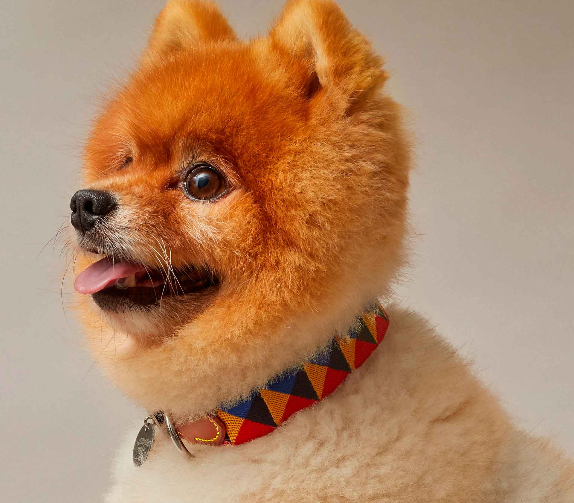 Coleira Hermès Medor