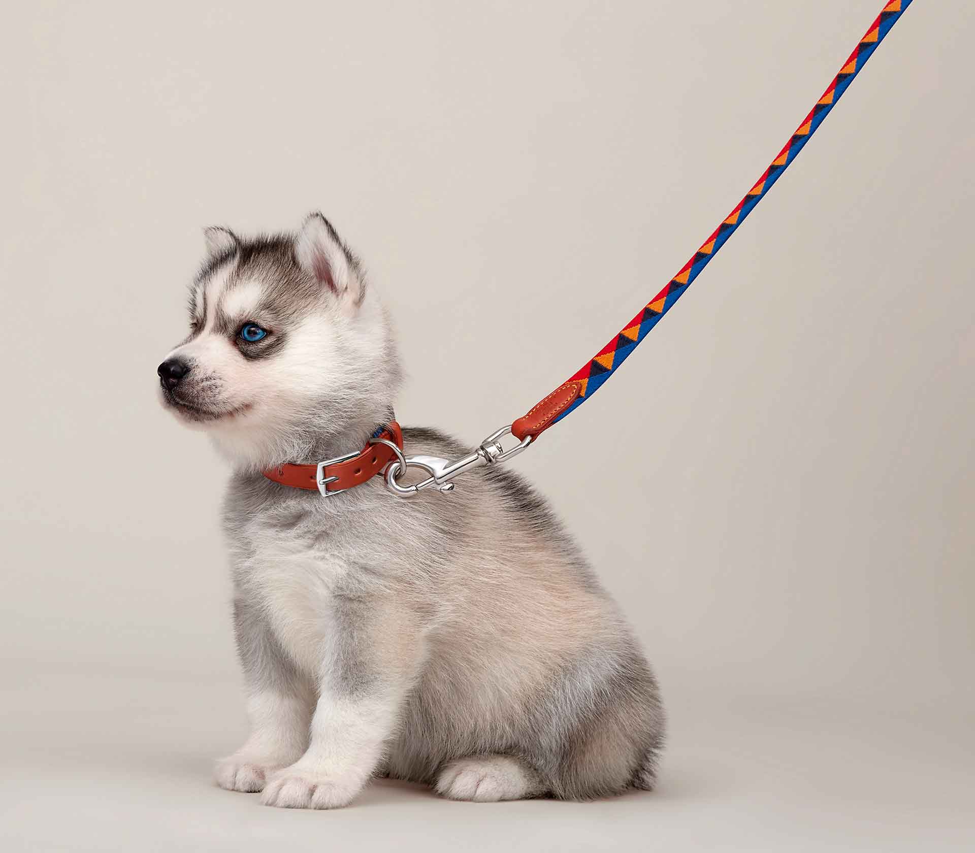 Coleira Hermès Medor