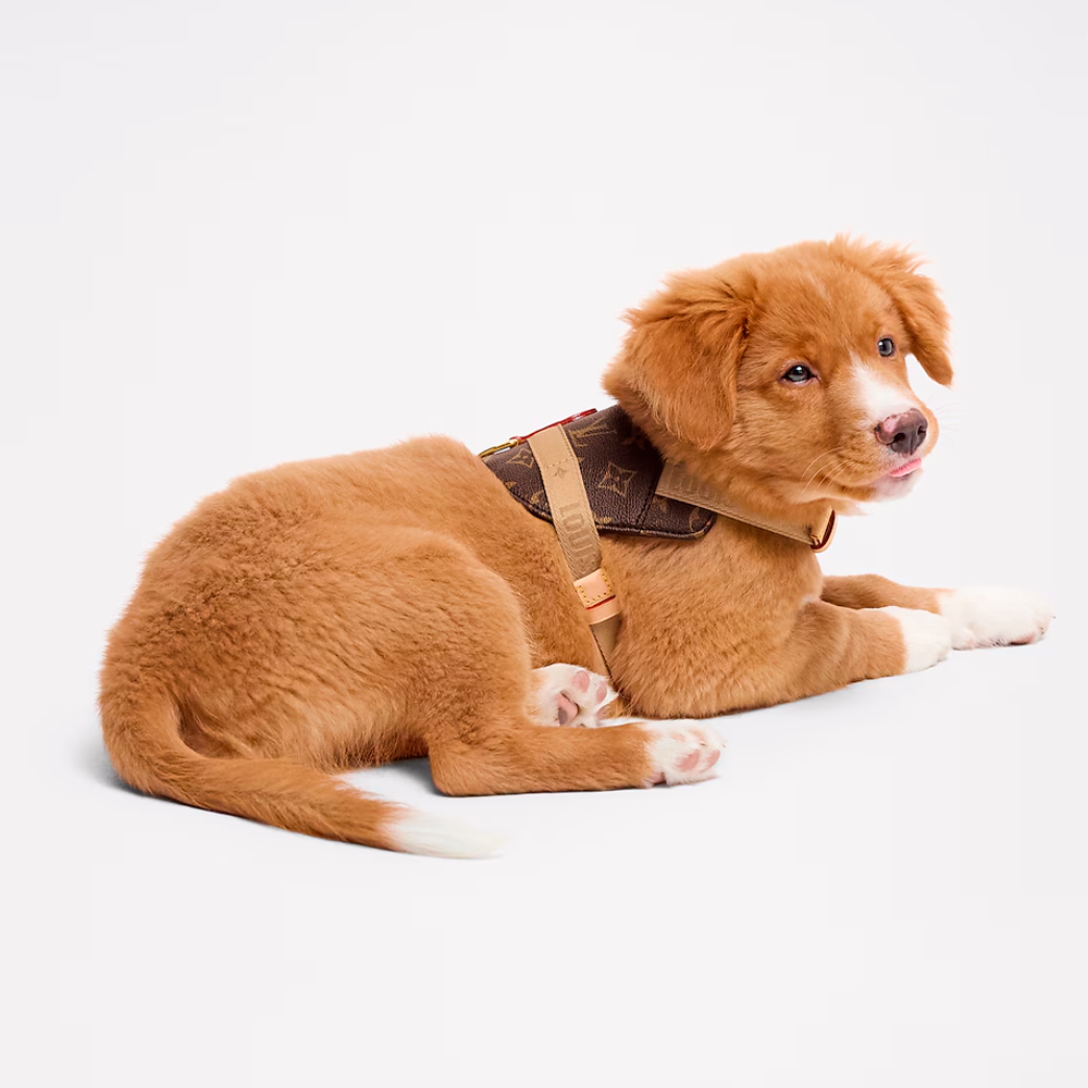 Peitoral Louis Vuitton